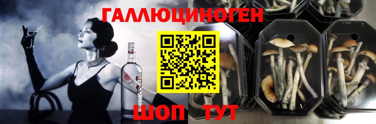 Псилоцибиновые грибы GOLDEN TEACHER  продажа наркотиков  Краснодар  Вход с VPN 